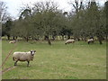 Sheep grazing in the field at the rear of The Hare and Hounds, Greatford in Greatford