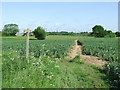 Footpath Junction in IP8 3NR
