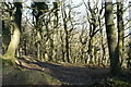 Woods on Quantock Common in TA5 1LE