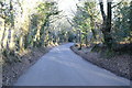 Road through the woods on Quantock Common in TA5 1HR