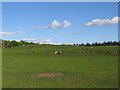 Grazing lands near Ancrum Park in TD8 6UJ