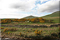 Gorse bushes near Hilton in CA16 6LZ