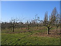 Orchards in B49 5NW