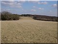 Field between Gadd's Bottom and Charlton Forest in GU29 0DR
