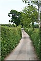 The Lane to Westcombe in TQ9 6DZ