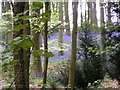Bluebells in West Woods in SN8 4DY