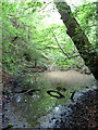 Pond, North of Page's Wood in TN20 6ET
