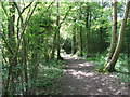 Footpath through America Wood in Ashington (Horsham)