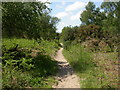 Horton Common, bridleway in BH31 6JJ