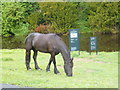 One of the horses grazing by the footpath near Warkworth Hermitage in NE65 0UY