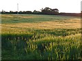 Field of Barley near Puddletown in DT2 7UH