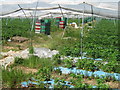 Strawberries ready to be picked in TN15 9DG