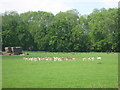 Deer in a grass field in TN15 9DG