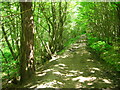 Footpath in Hanger Wood in TN15 0LE