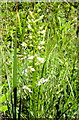 Lesser or Greater Butterfly Orchid? in BA22 9SJ