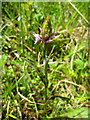 Common Spotted Orchid - Pen Wood in BA22 9SJ