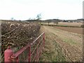 Hedge and field by St Mary's Farm in KY15 4NG