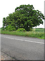 View across Lynn Road (B1145) in Gayton & Grimston Ward