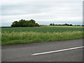 Spinney in cultivated field in Gayton & Grimston Ward
