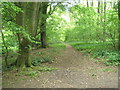 Path through Ashford Hanger in GU32 1DX