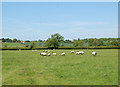A view of the field below Toft Hill from the east in CV23 8AD