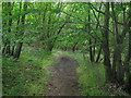 The Stour Valley Walk in Coldham Wood in TN26 1EY
