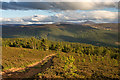 Woodland on Creagan Riabhach in AB35 5SB
