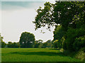 Field margin near Cuckoo's Knob in SN8 4NJ