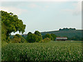 Wheat crop, north of Easton Royal in SN8 4NJ