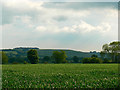 Wheat field north of Easton Royal in SN8 4NJ