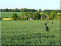 Field and crop, near Stibb Green in SN8 3AS