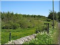 Central Scotland Forest, Drumtassie Burn in FK1 2JX