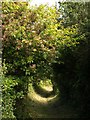 Coast path above Blackaller's Cove in TQ1 4TL