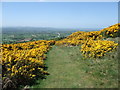 Gorse on the flank of Moel Maenefa in LL17 0TG