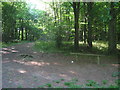 Crossroads and bench in Meenfield Woods in TN14 7SL