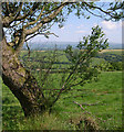 Tree looking towards Pant-y-ffynnon. in SA32 7UH