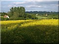 Buttercup meadow near Arnold's Mill in SN15 2LT