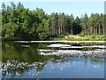 Long Pond in Bramshill Plantation in RG27 0RH