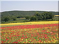 Poppy field at Dilston in NE45 5RE
