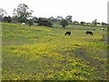 Horses in buttercup field in DL13 5EH