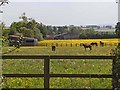 Horses at Burn House Farm in DL2 3DF