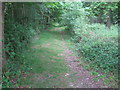 Footpath through Old Park Wood in TN17 2ND
