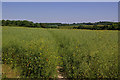 Footpath through oil seed rape in BR6 7RQ