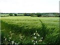 Field near East Midlands Airport in Isley cum Langley