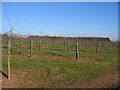 New orchards near Weethley Gate in B49 5NW
