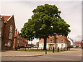 Charlton Down: large tree in village centre in DT2 9UD