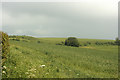 2009 : A field of young wheat by East Dundry Lane in BS13 0NR