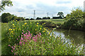 Wild flowers beside the towpath in B92 0ES
