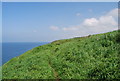 Coastal path near Kells in CA28 9AX
