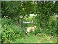 Stile into Wiltshire Copse in SP5 5QW